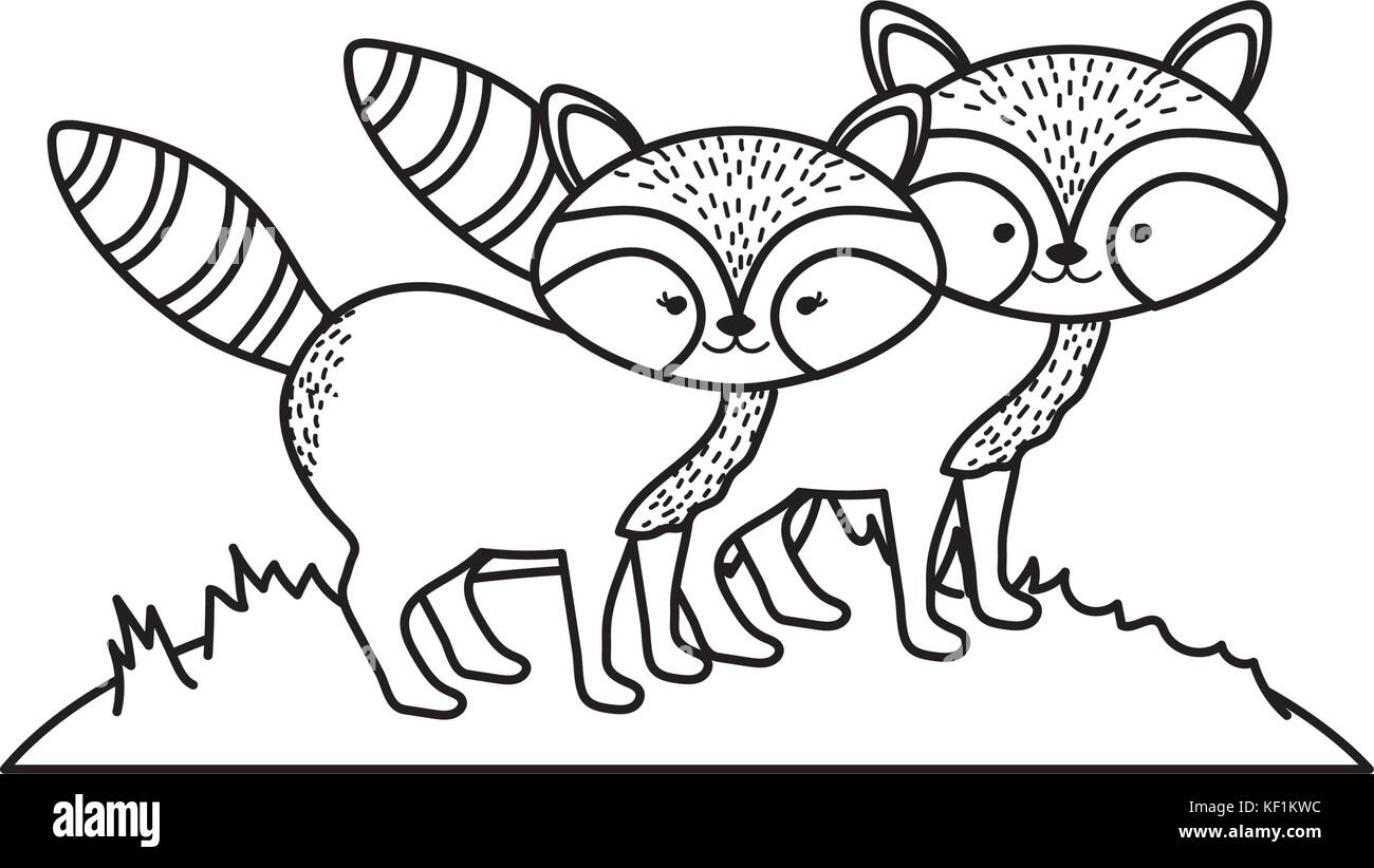 line cute raccoon animal couple together Stock Vector Image & Art - Alamy