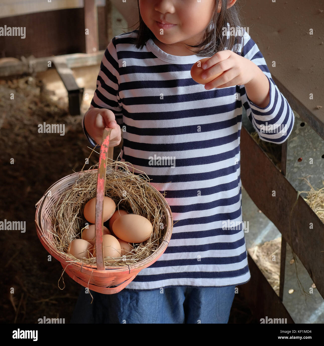 little girl picking chicken eggs from chicken coop Stock Photo