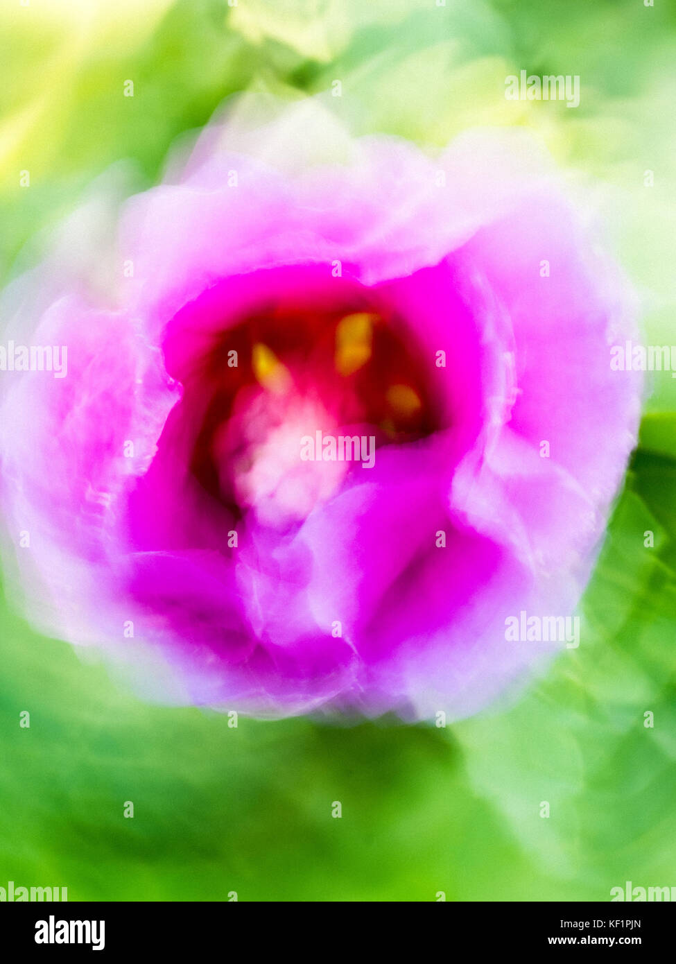 Impressionist blurry pink flower (panning technique) Stock Photo
