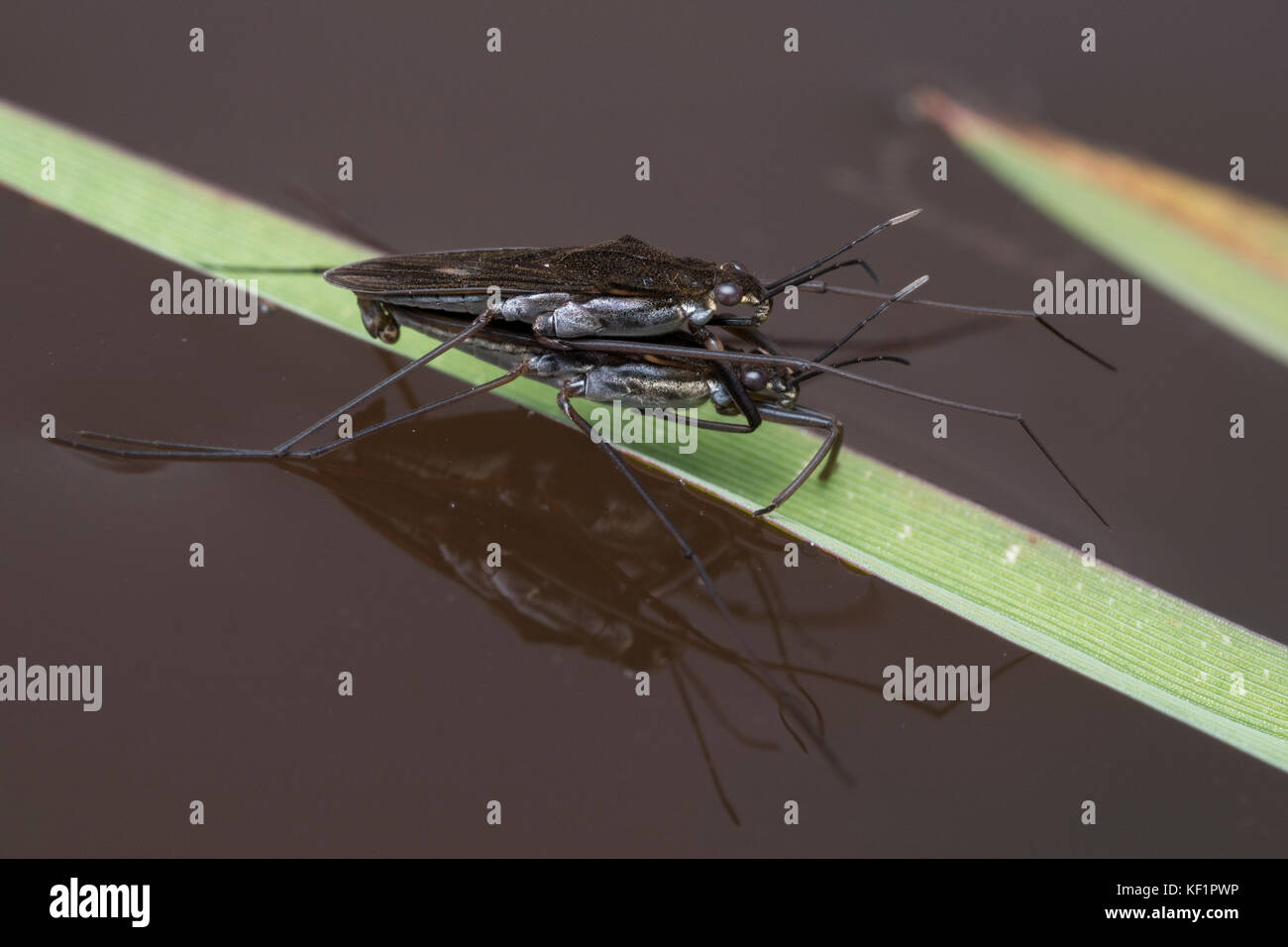 Mating Pondskaters on blade of grass in pool of water. Tipperary, Ireland Stock Photo