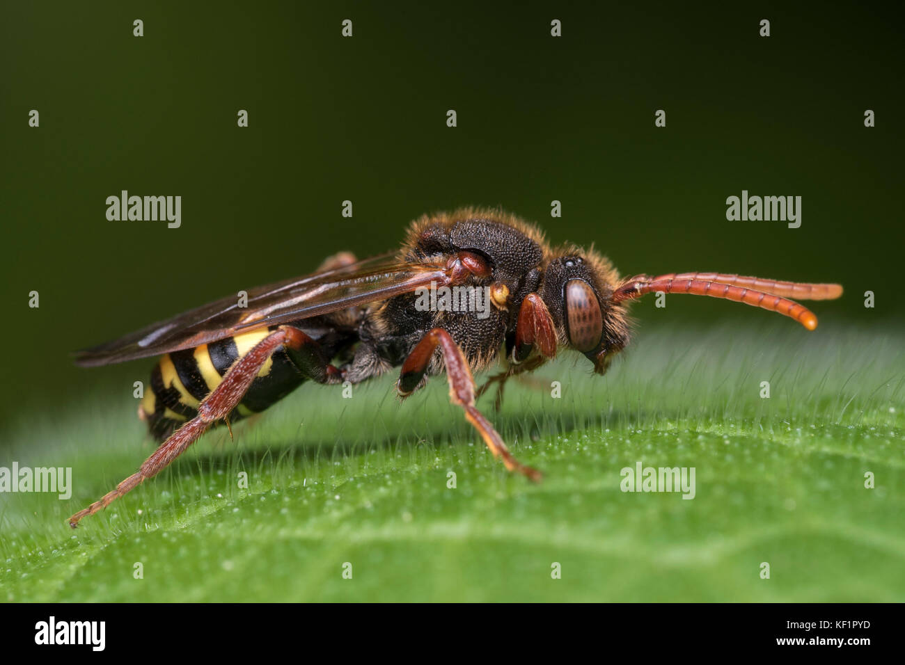 Cuckoo Bee resting on leaf. Tipperary, Ireland Stock Photo