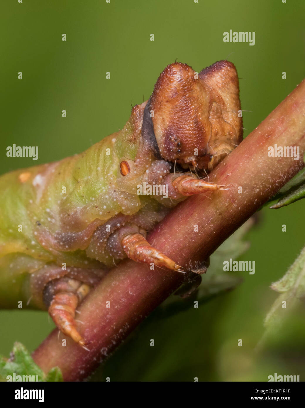 Peppered Moth caterpillar close up showing notched head. Tipperary, Ireland Stock Photo