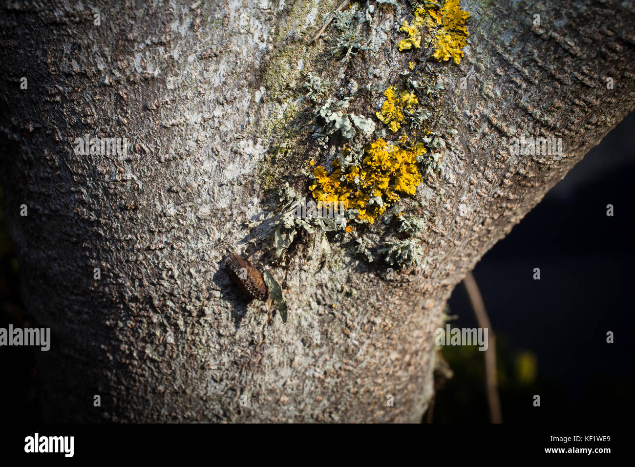 Preying Mantis egg case. Stock Photo