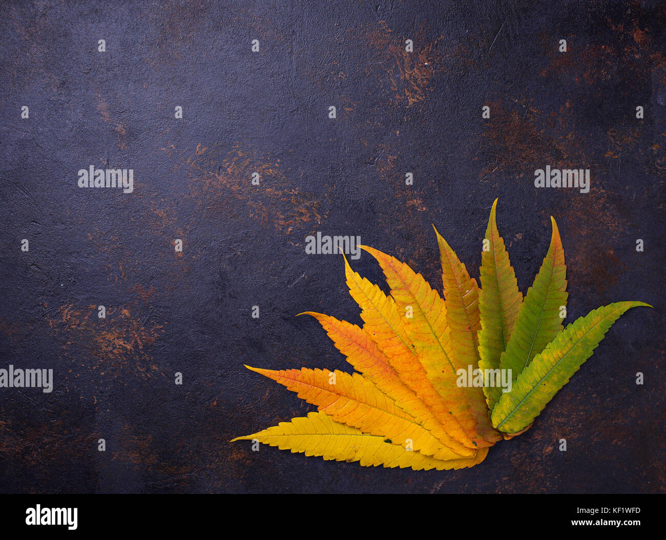 Autumn background with colorful leaves Stock Photo - Alamy