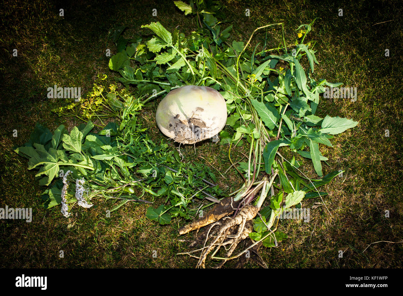 A look at life in New Zealand. Edible herbs and plants Wild Mustard