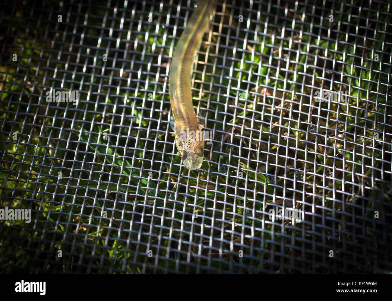 Minnow Bait Trap High Resolution Stock Photography and Images - Alamy