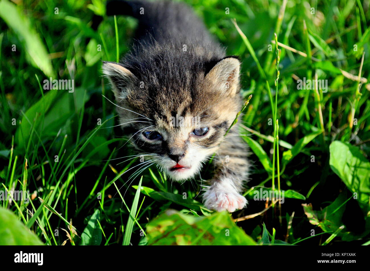 Kitty cat walking in the green grass, looking for mother. Stock Photo