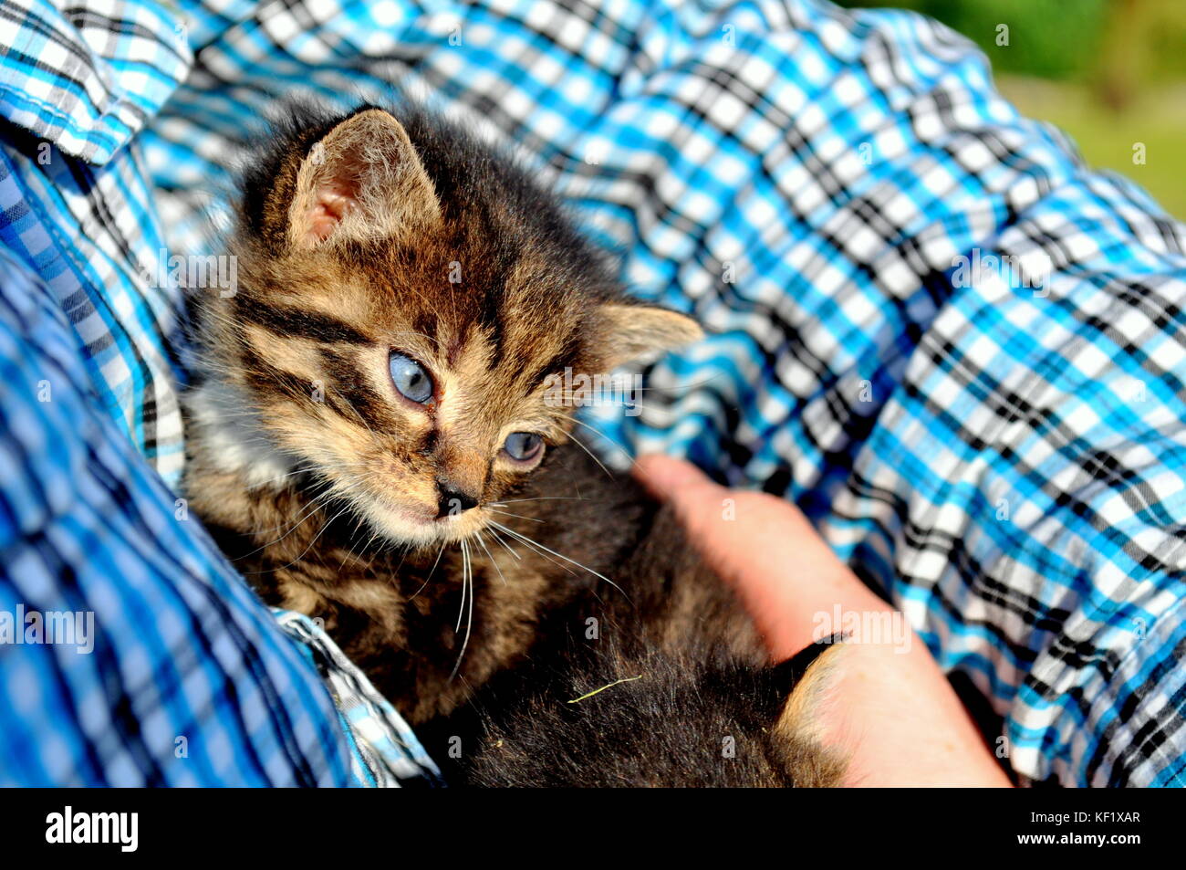 Kitty cat with blue eyes in arms of a man, looking in the distance. Stock Photo