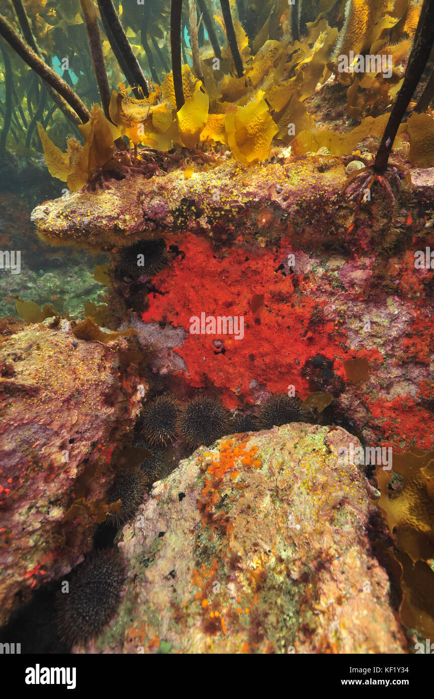 Rocky base of Pacific kelp forest covered with colourful encrusting invertebrates. Stock Photo