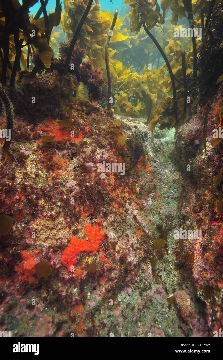 Gutter with colourful encrusting invertebrates under kelp forest canopy. Stock Photo