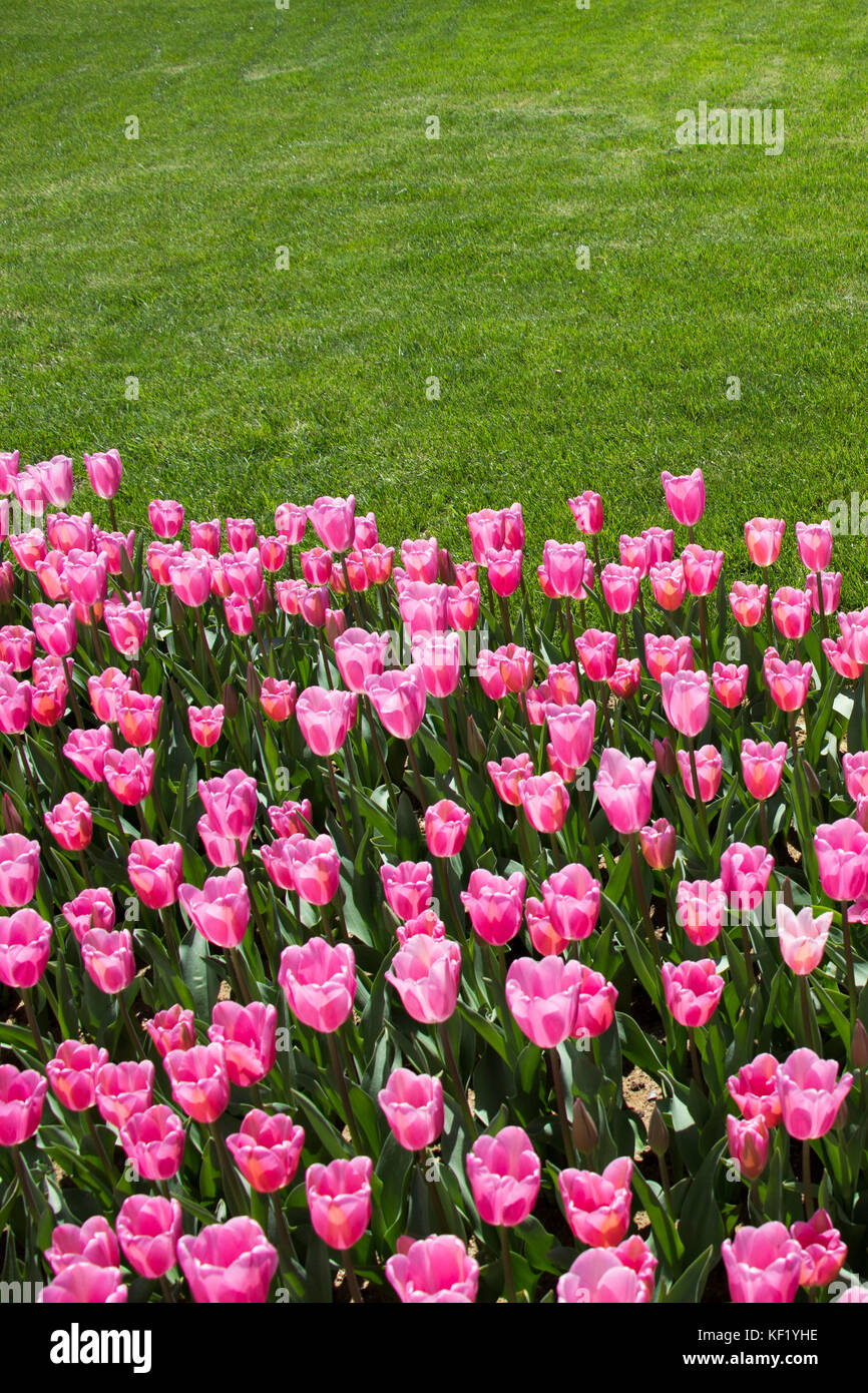 Colorful tulip flowers bloom in the garden Stock Photo - Alamy