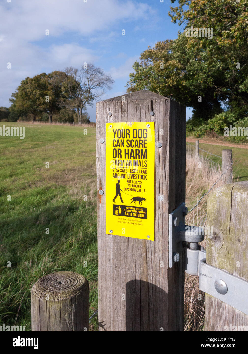 How To Keep A Farm Dog Clean