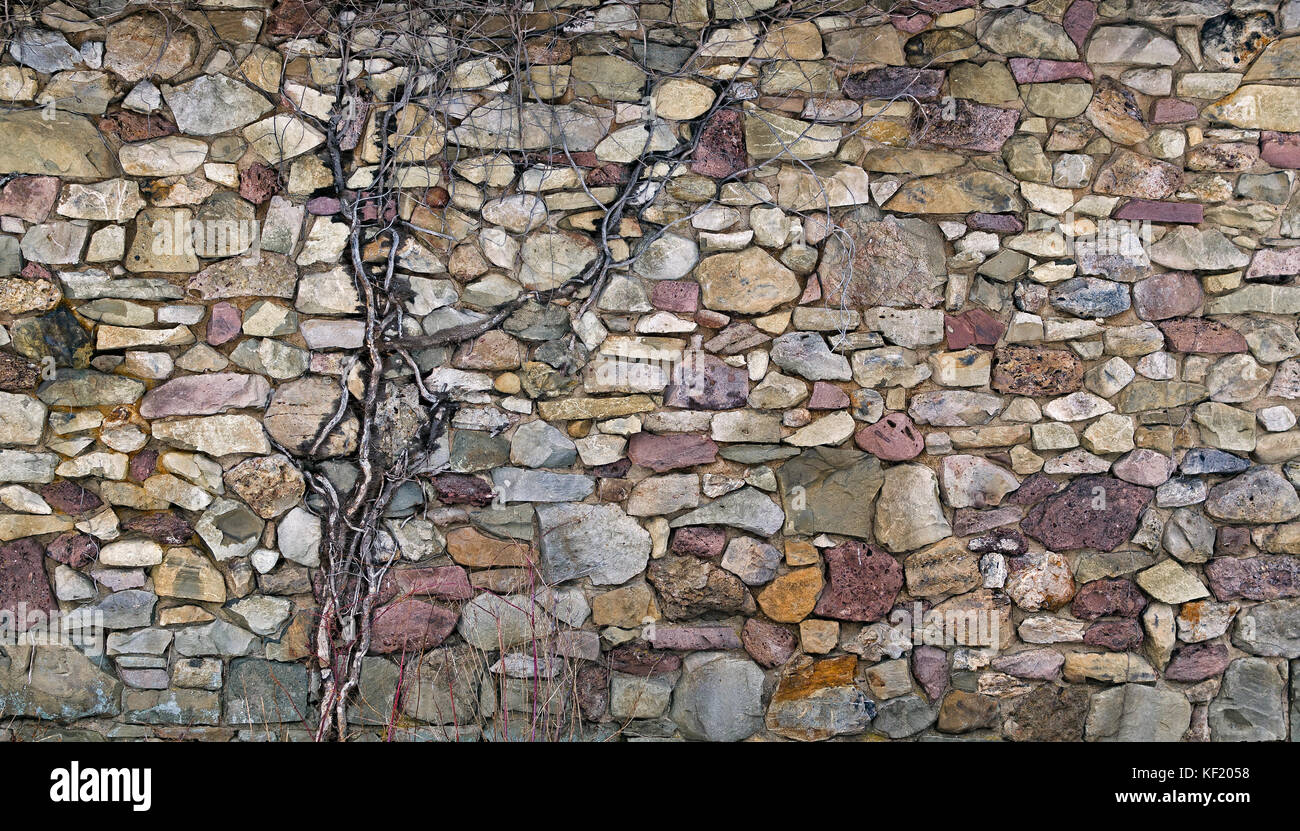 Multi color stacked stone and rock wall with old vine growing in it ...