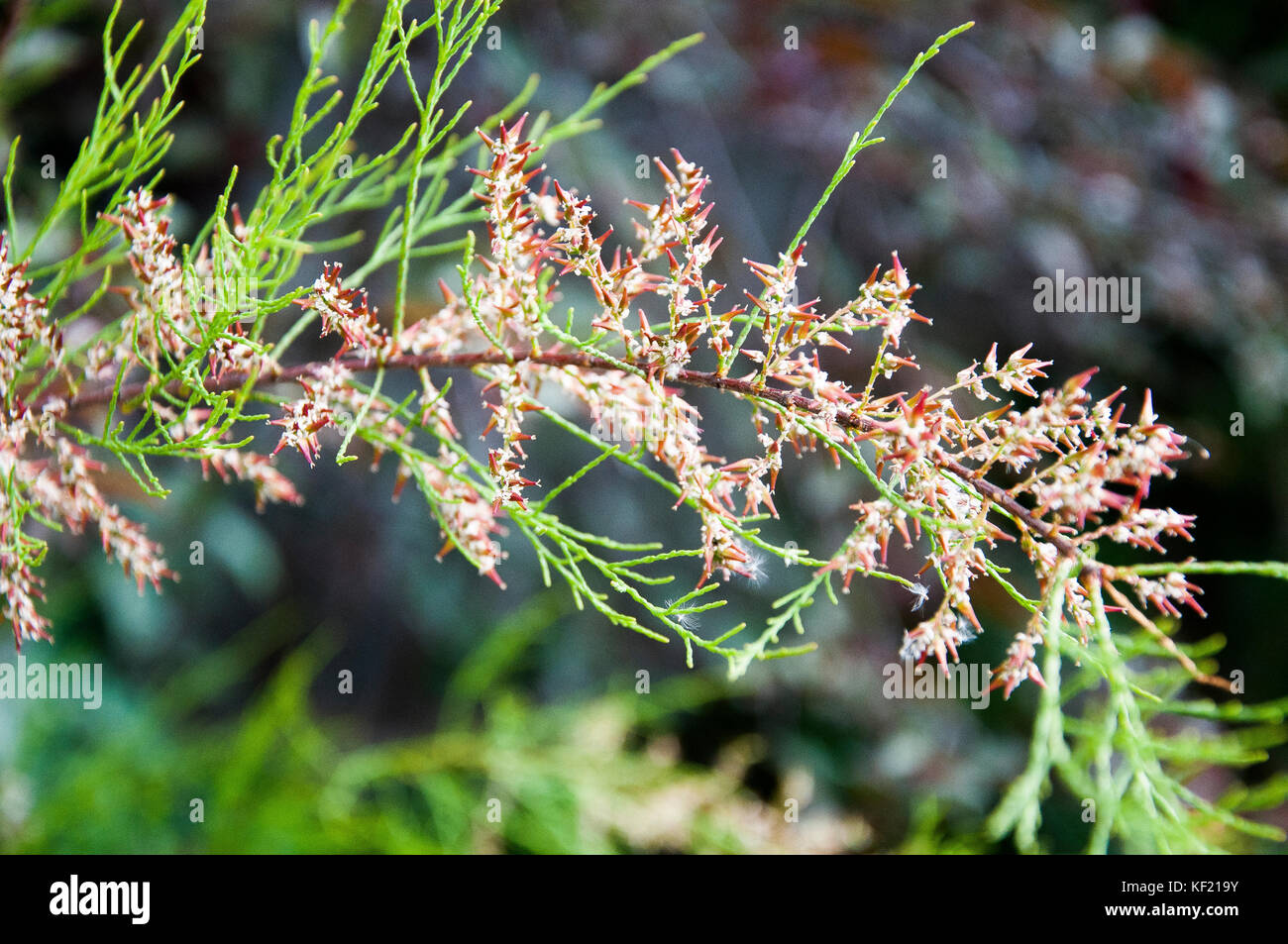 Tamarisk or Athel pine shrub, Tamarix aphylla Stock Photo