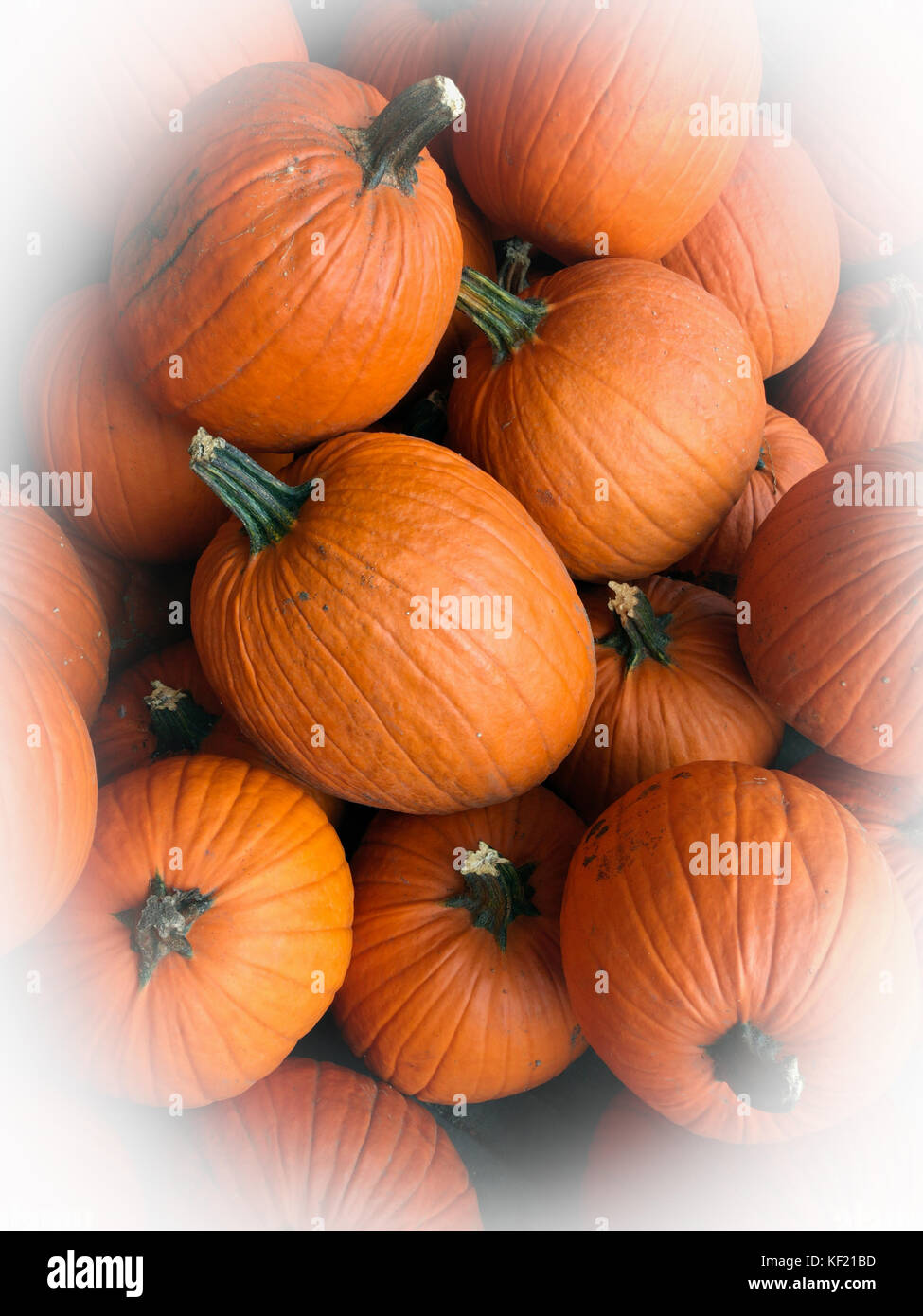 Festive pile of orange autumn pumpkins at a farmer’s market ready for ...
