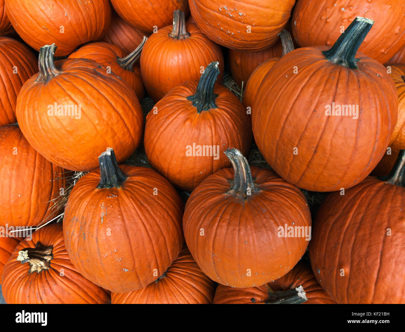 Festive pile of orange autumn pumpkins at a farmer’s market ready for ...