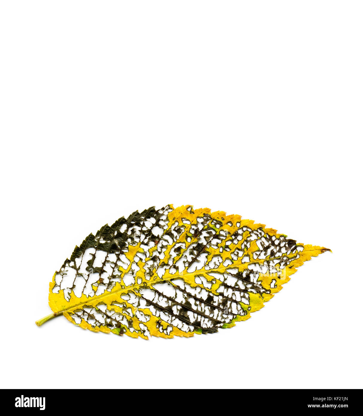 Insect damage on autumn elm leaf leaves skeletal vein structure on white background Stock Photo