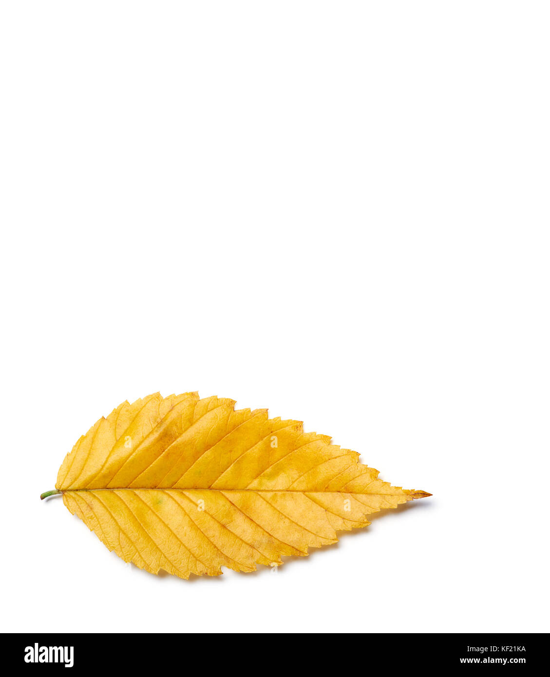 Radiant golden yellow autumn elm leaf isolated on white background ...