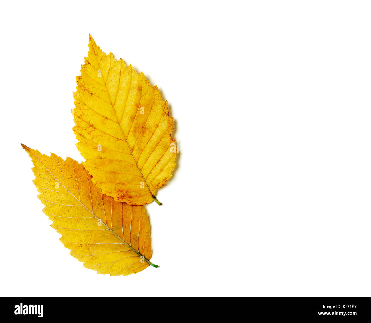 Pair of brilliant yellow gold autumn elm leaves isolated on white ...