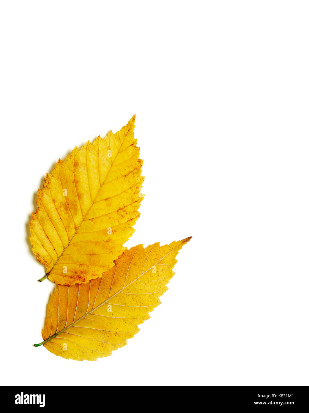 Pair of brilliant yellow gold autumn elm leaves isolated on white ...
