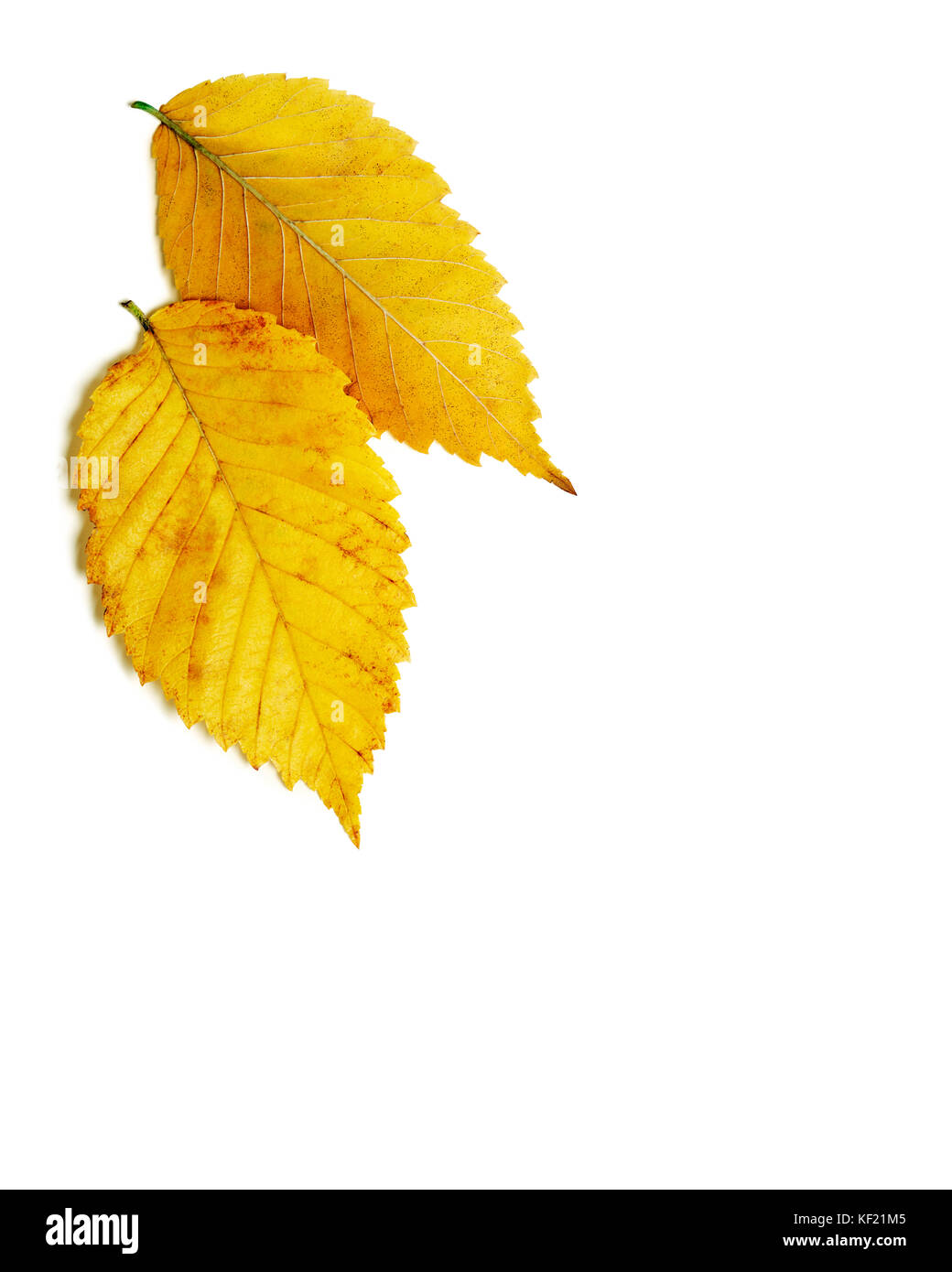 Pair of brilliant yellow gold autumn elm leaves isolated on white ...