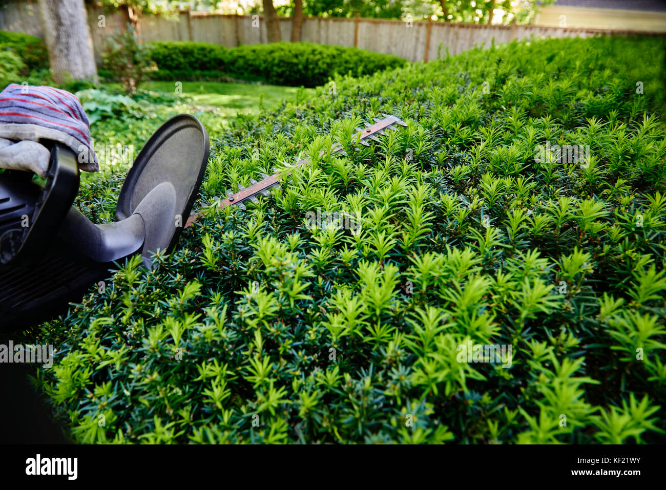 Gloved hand cutting the yew bush hedge with an electric hedge trimmer; selective focus closeup action. Stock Photo