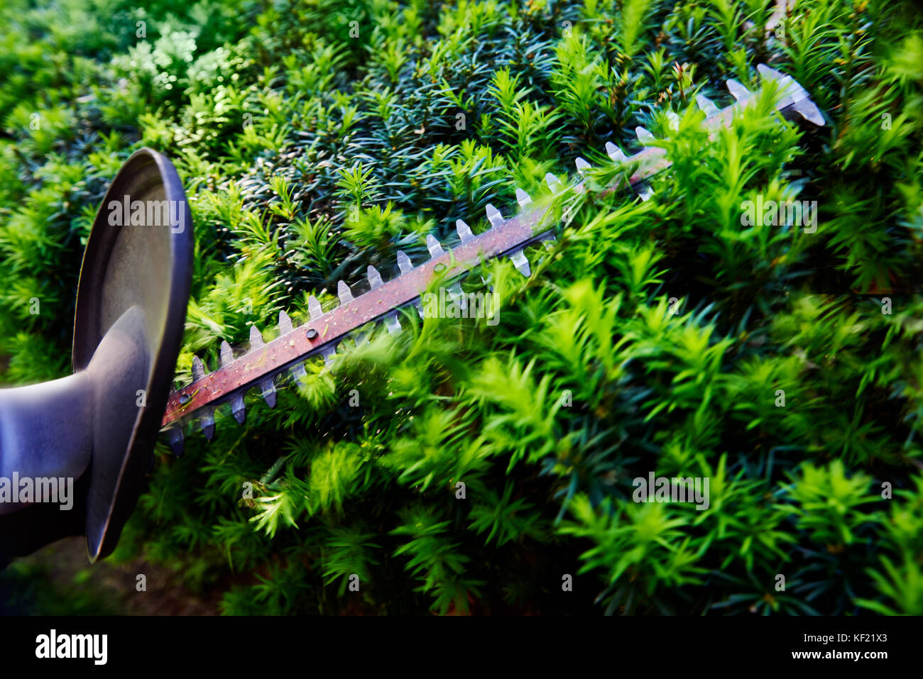 Cutting the yew bush hedge with the electric hedge trimmer Stock Photo