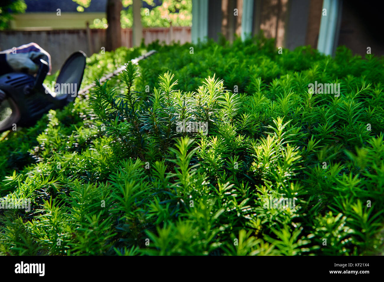 Gloved hand cutting the yew bush hedge with an electric hedge trimmer; selective focus closeup action. Stock Photo