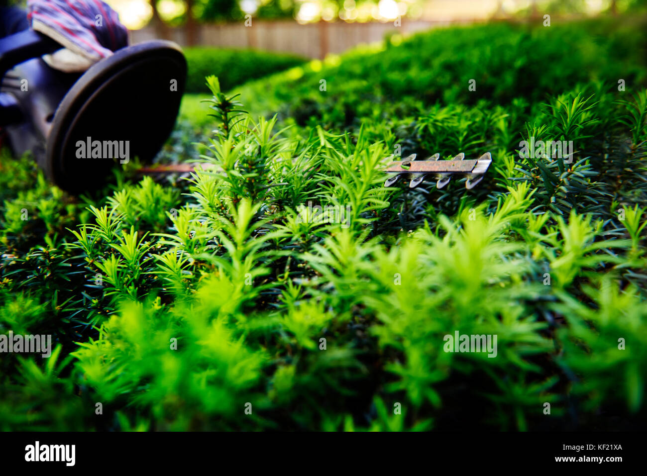 Gloved hand cutting the yew bush hedge with an electric hedge trimmer; selective focus closeup action. Stock Photo