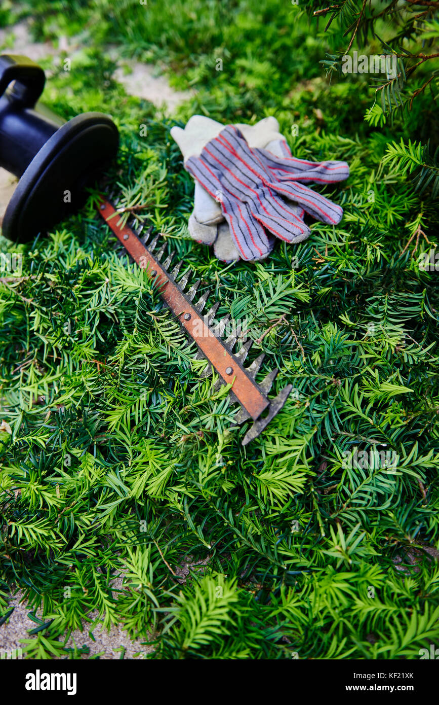 After the yard work, yew bush hedge trimmings with the electric hedge trimmer and gloves Stock Photo