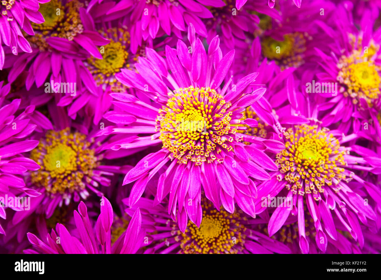 Beautiful pink chrysanthemum as background picture. Chrysanthemum wallpaper, chrysanthemums in autumn. Stock Photo
