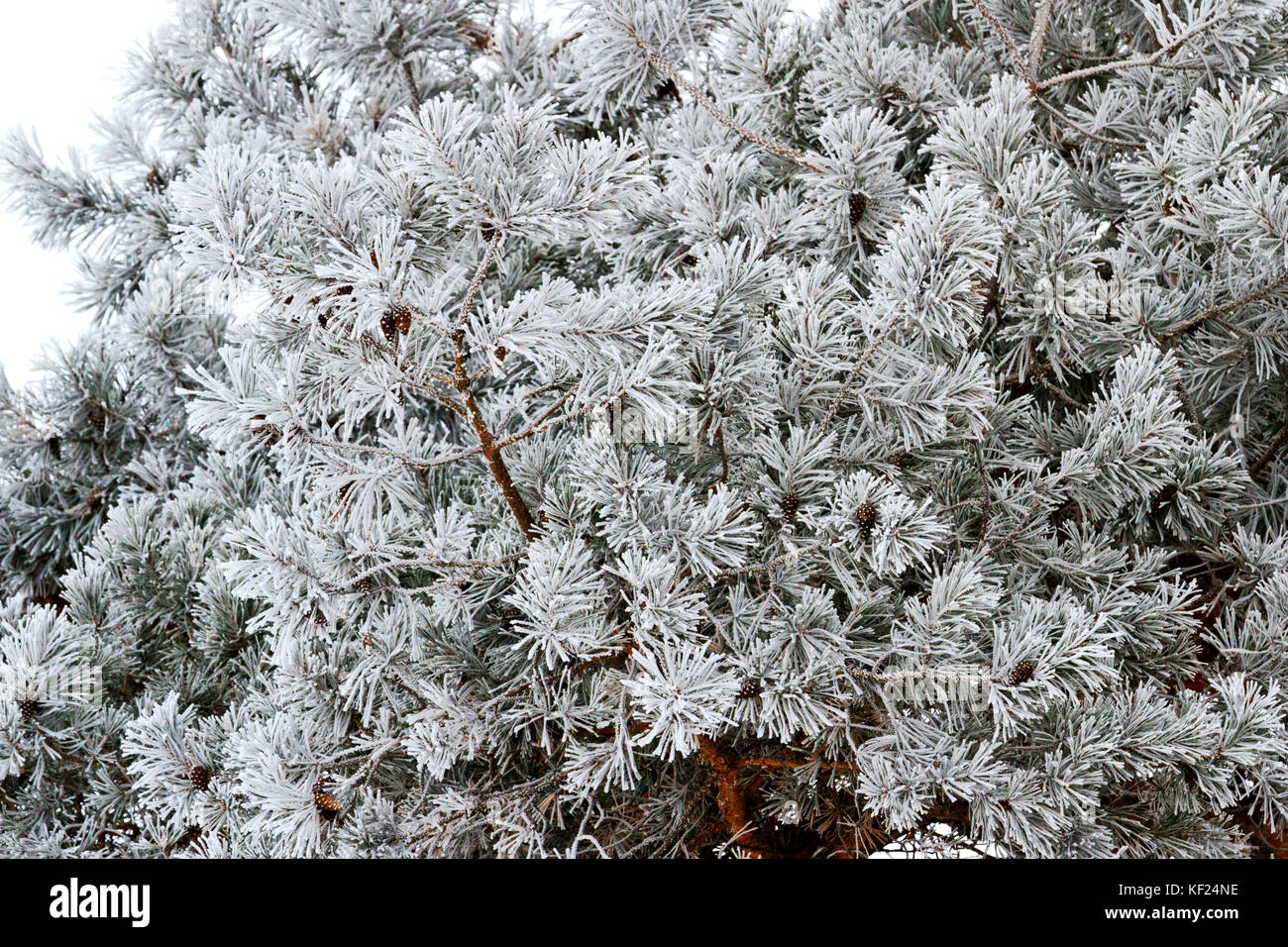pine needles are covered with frost Stock Photo - Alamy