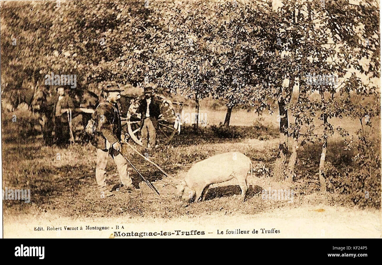Montagnac trufficulteur et son cochon Stock Photo