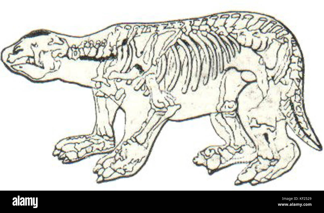 Megatherium Stock Photos & Megatherium Stock Images - Page 2 - Alamy