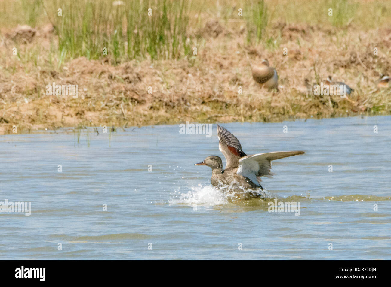 A Gadwall stretching its wings on the water of the Delta del Llobregat. Stock Photo