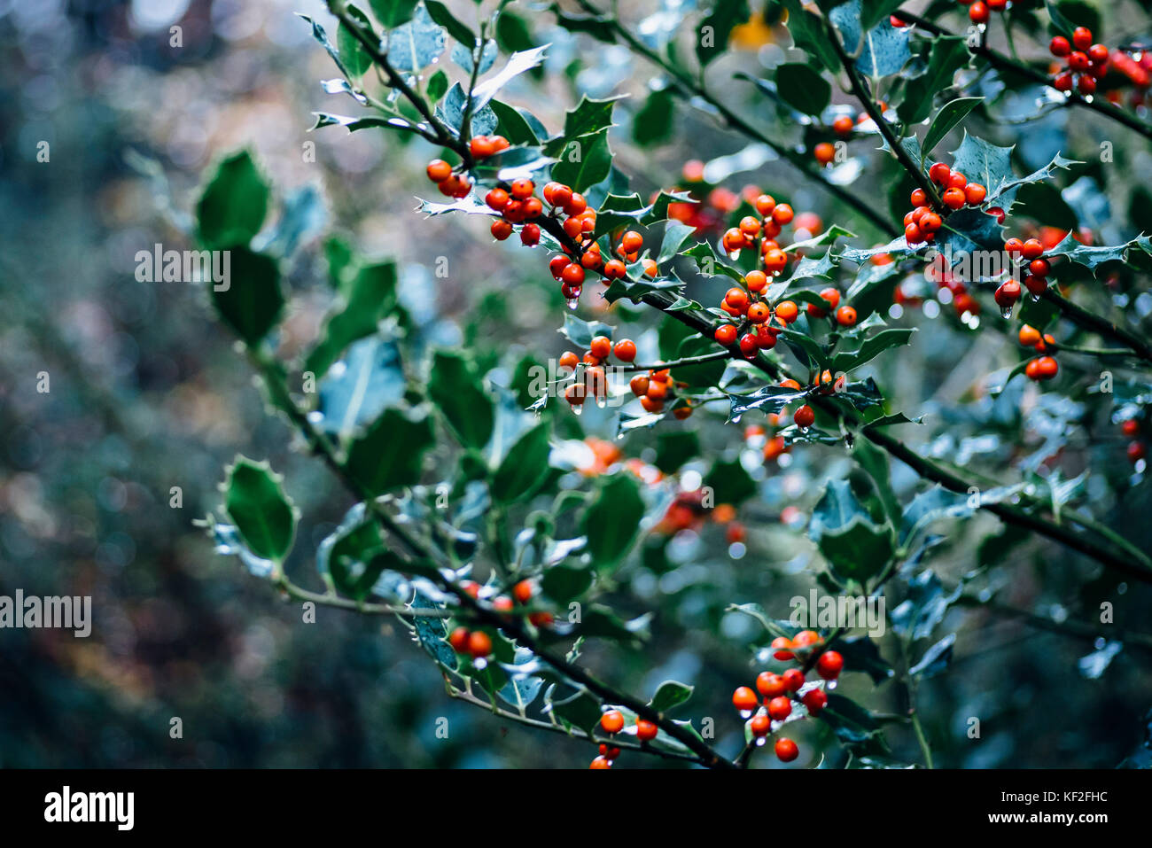Holly in rain Stock Photo Alamy