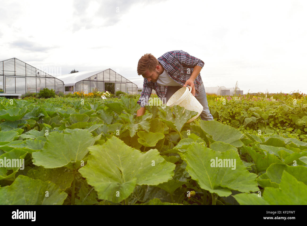 Farmer bei der Arbeit auf dem Feld in der Landwirtschaft - Gemüseanbau Stock Photo