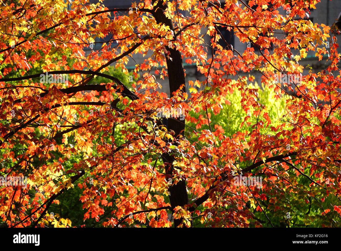 Montreal,Canada,22,October,2017. Fall foilage in Montreal's downtown Place du Canada public park.Credit:Mario Beauregard/Alamy Live News Stock Photo