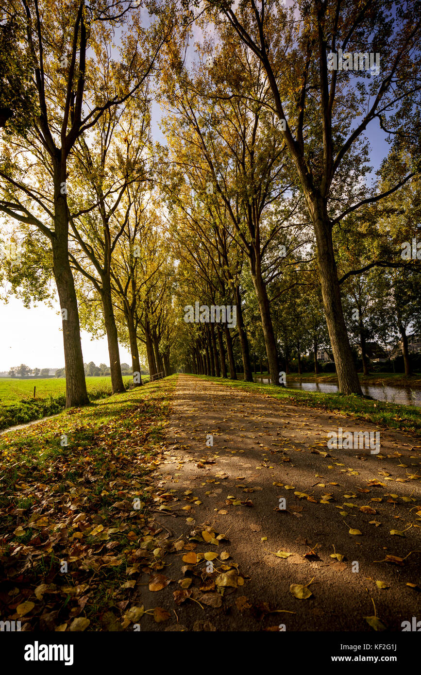 Cycle path lined with trees as leaves fall and cover the track Stock Photo