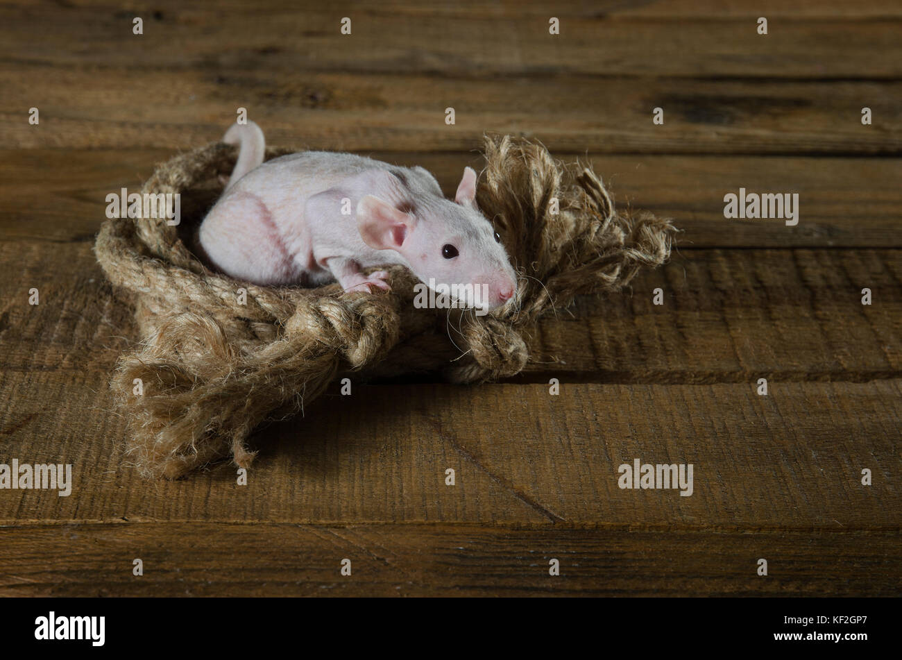House rat rope hi-res stock photography and images - Alamy