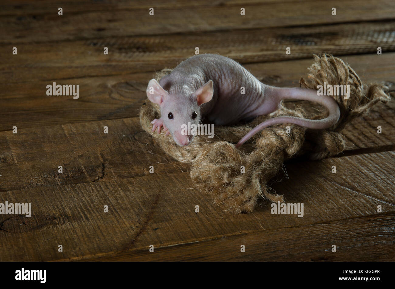 House rat rope hi-res stock photography and images - Alamy
