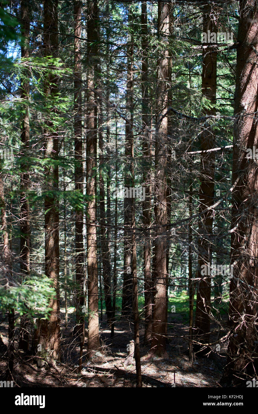 Statiunea Muntele Băișorii (Mountain resort Băişorii) - Norway Spruce (Picea abies), forest looking through the tree trunks Stock Photo