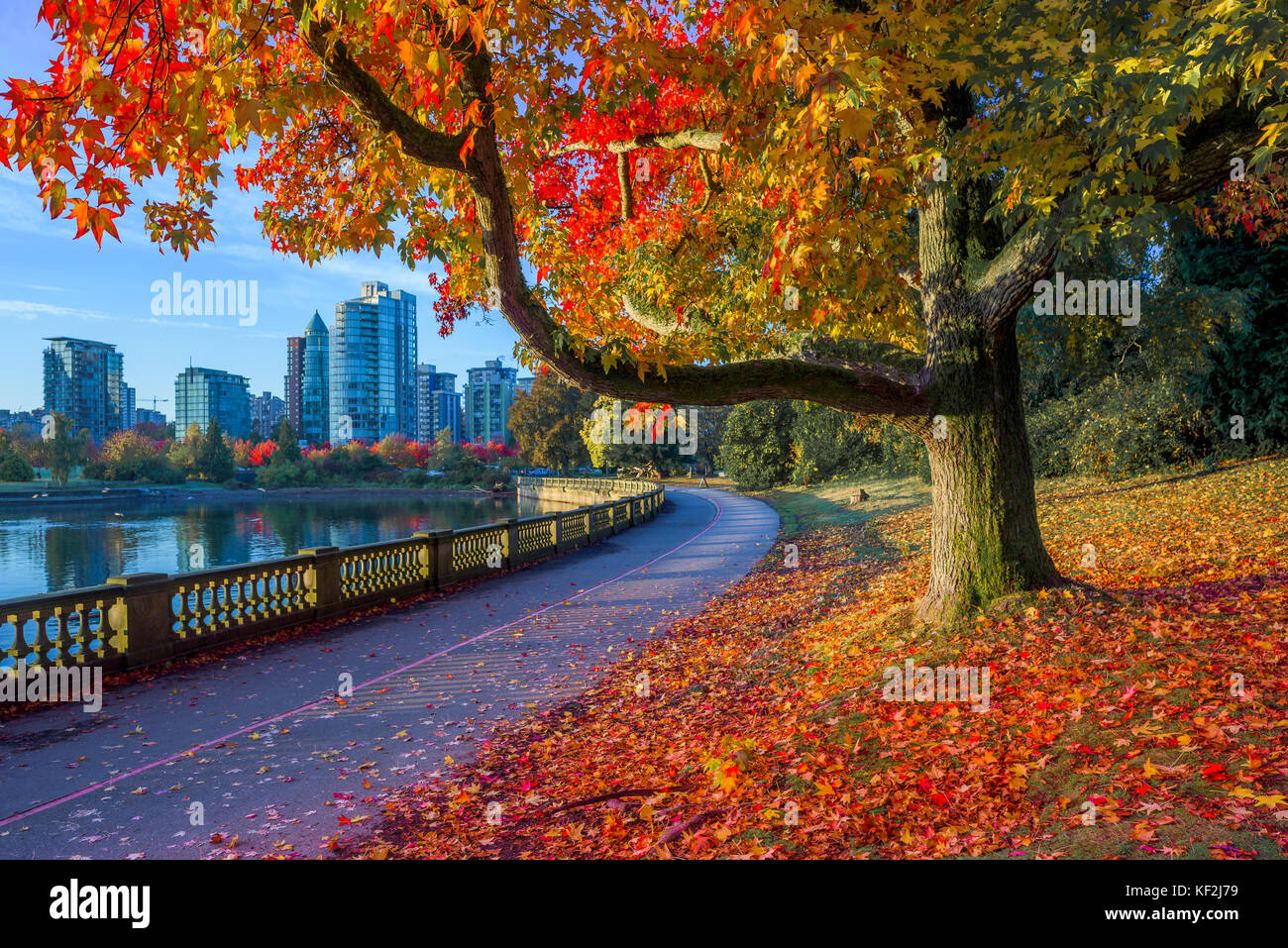 Fall colour, Stanley Park seawall, Vancouver, British Columbia, Canada