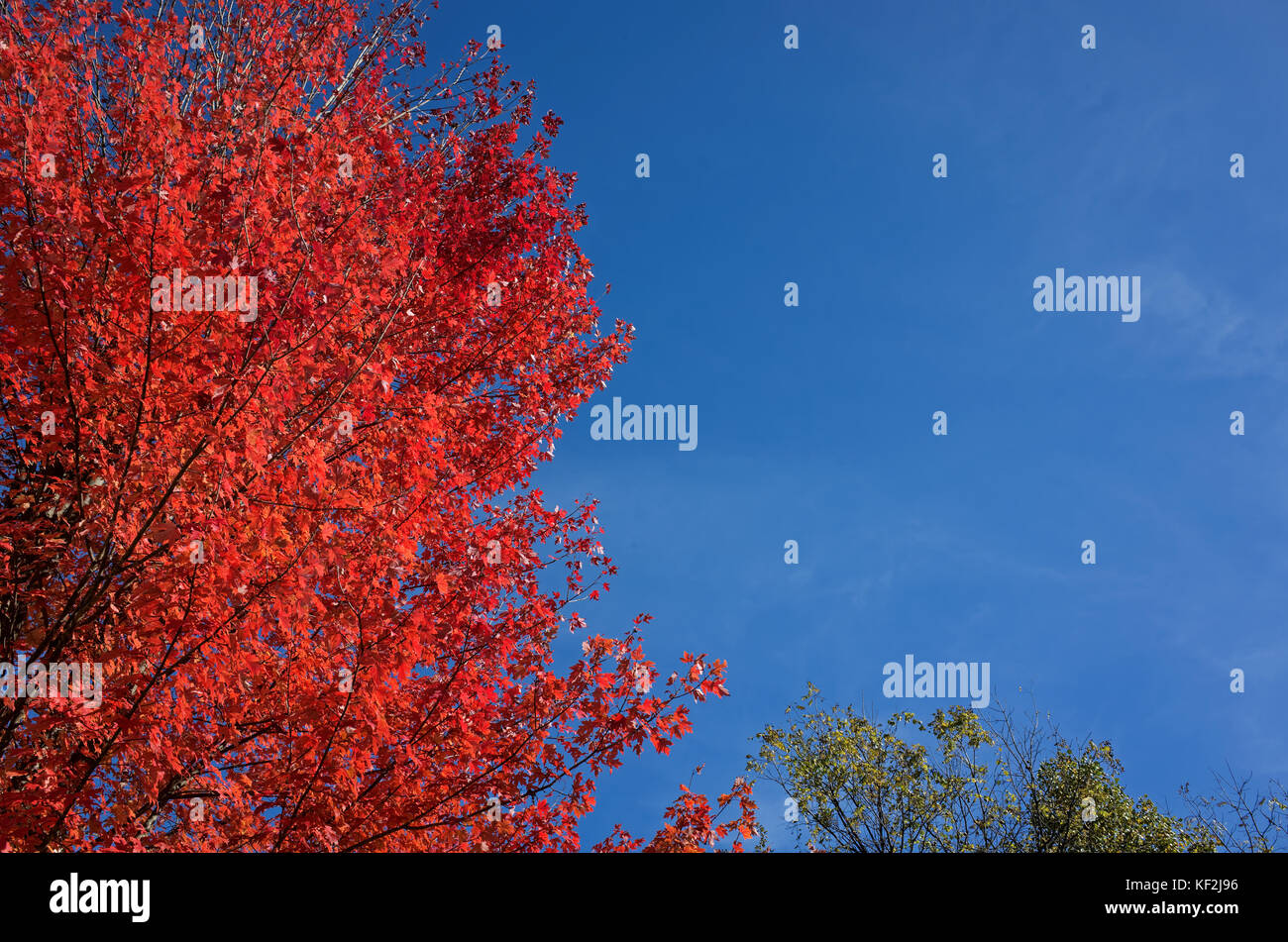 Maple tree exhibiting autumn leaf color, a phenomenon that affects the green leaves of deciduous trees by which they take on various shades of color. Stock Photo