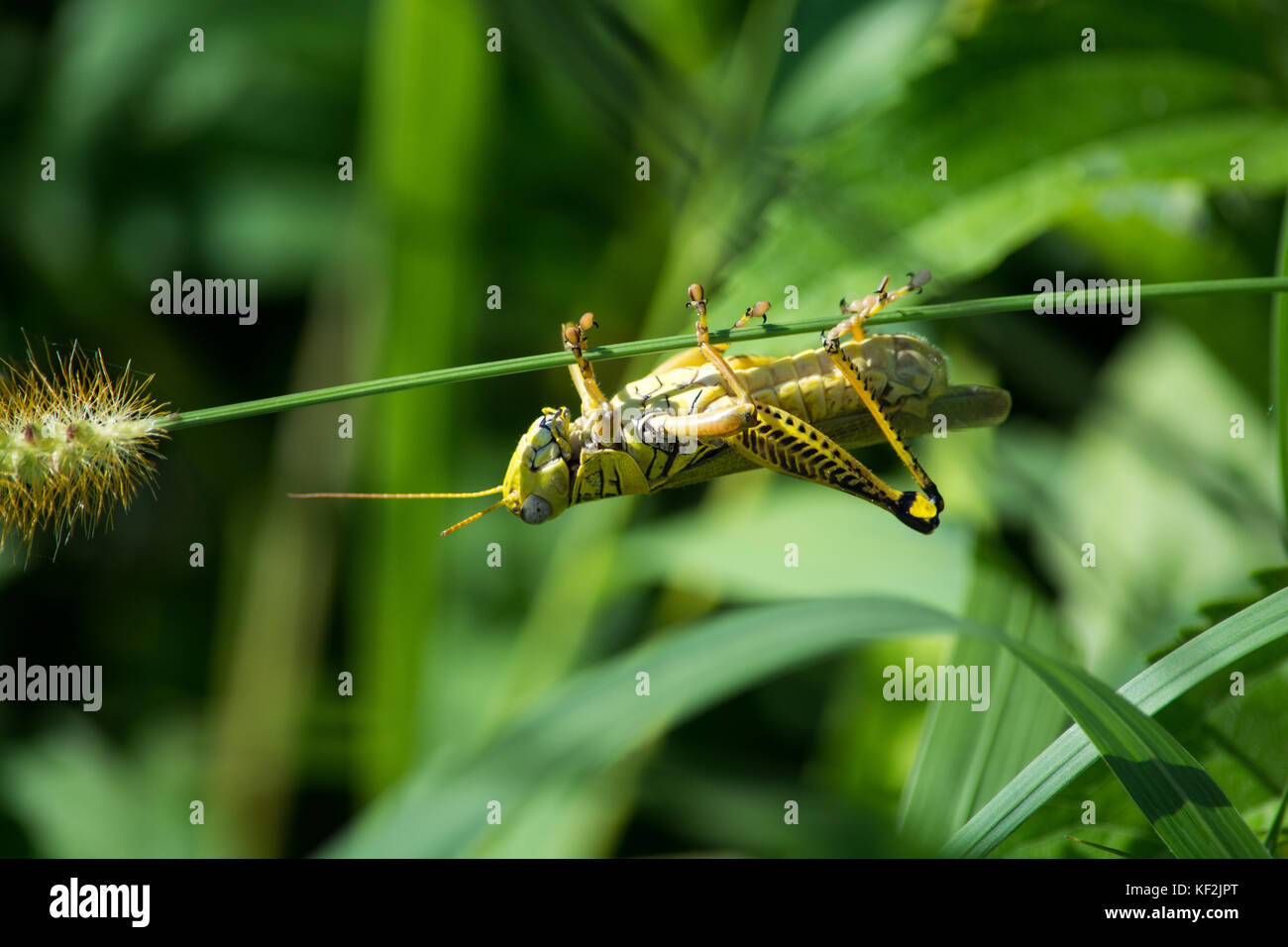 Green grasshopper just hanging around on a plant. Stock Photo