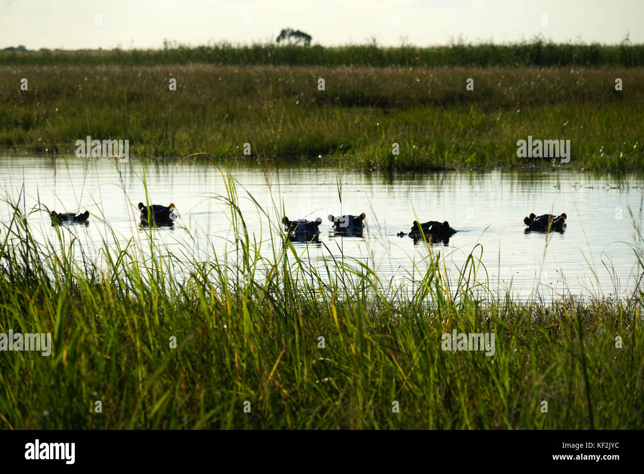 Swimming Hippos in the Okavango Delta Stock Photo