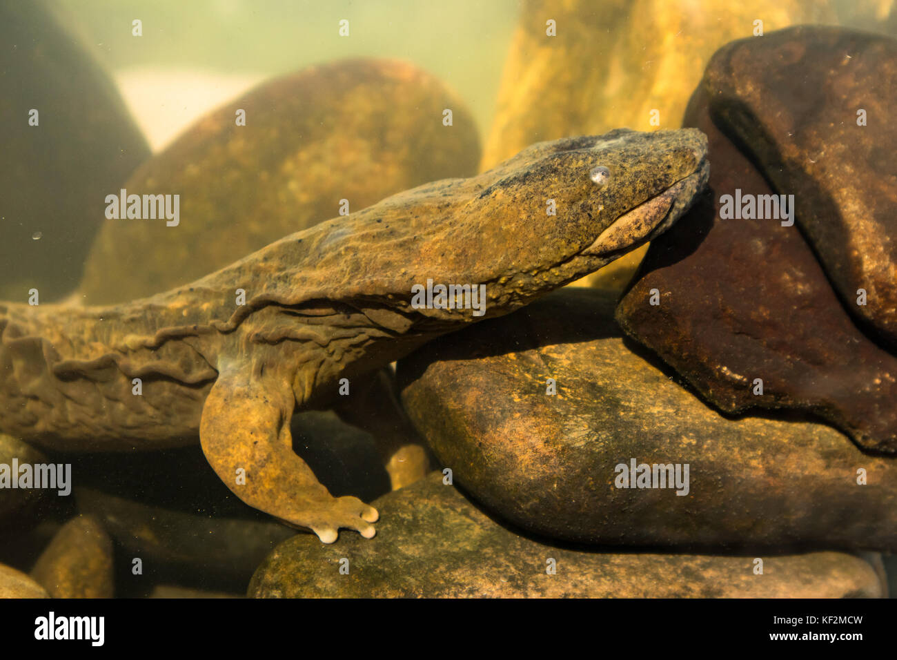 Eastern Hellbender Cryptobranchus alleganiensis Stock Photo Alamy