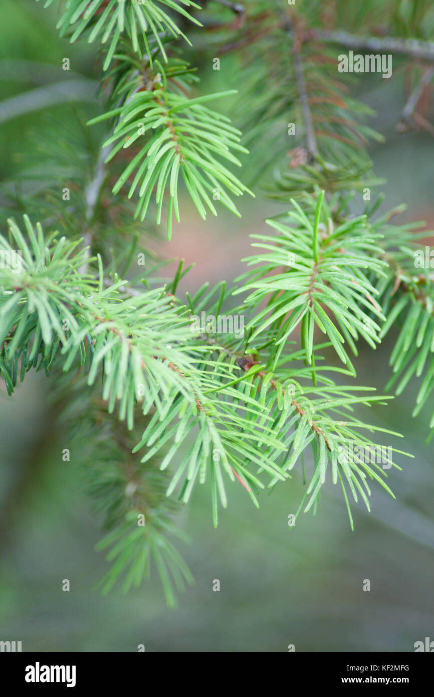 Needles of a pine tree. Stock Photo