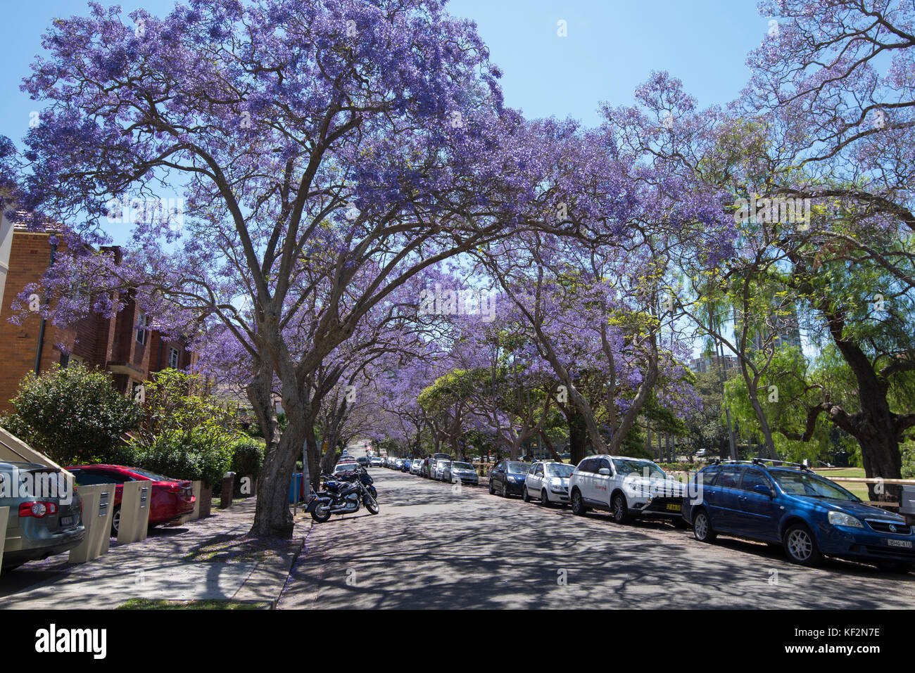 Jacaranda tree lined McDougall Street, Kirribilli, Lower North Shore, Sydney, NSW, Australia Stock Photo