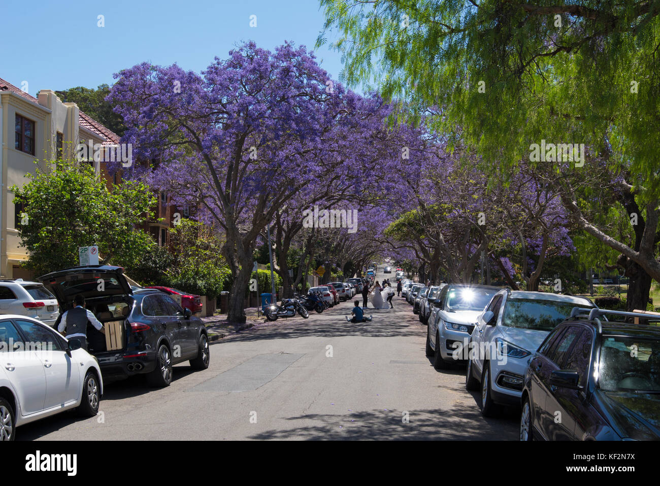 Jacaranda tree lined McDougall Street, Kirribilli, Lower North Shore, Sydney, NSW, Australia